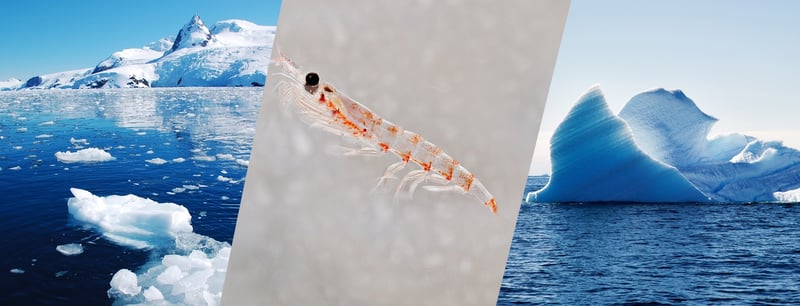 An insider's look at surveying krill around the South Orkney Islands