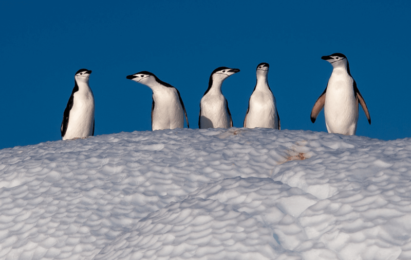 Krill industry joins forces to protect penguins in Antarctica