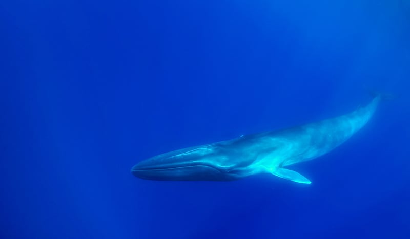 Fin whales making strong comeback in the Southern Ocean