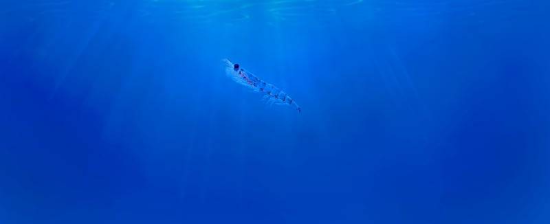 Aker BioMarine’s sustainable harvesting operations re-certified by MSC