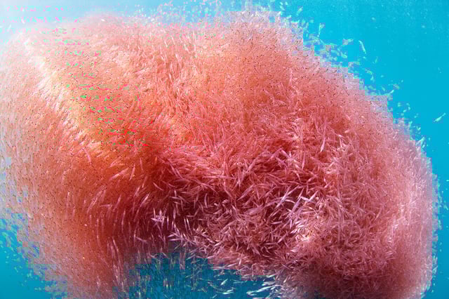 Krillstim-krill-in-water-bs-tp.jpg