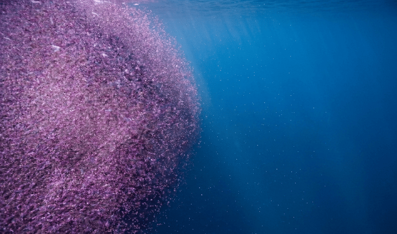 Aker BioMarine publishes 2025 Annual Report: Strengthening science-based health benefits and commitment to sustainable ocean management