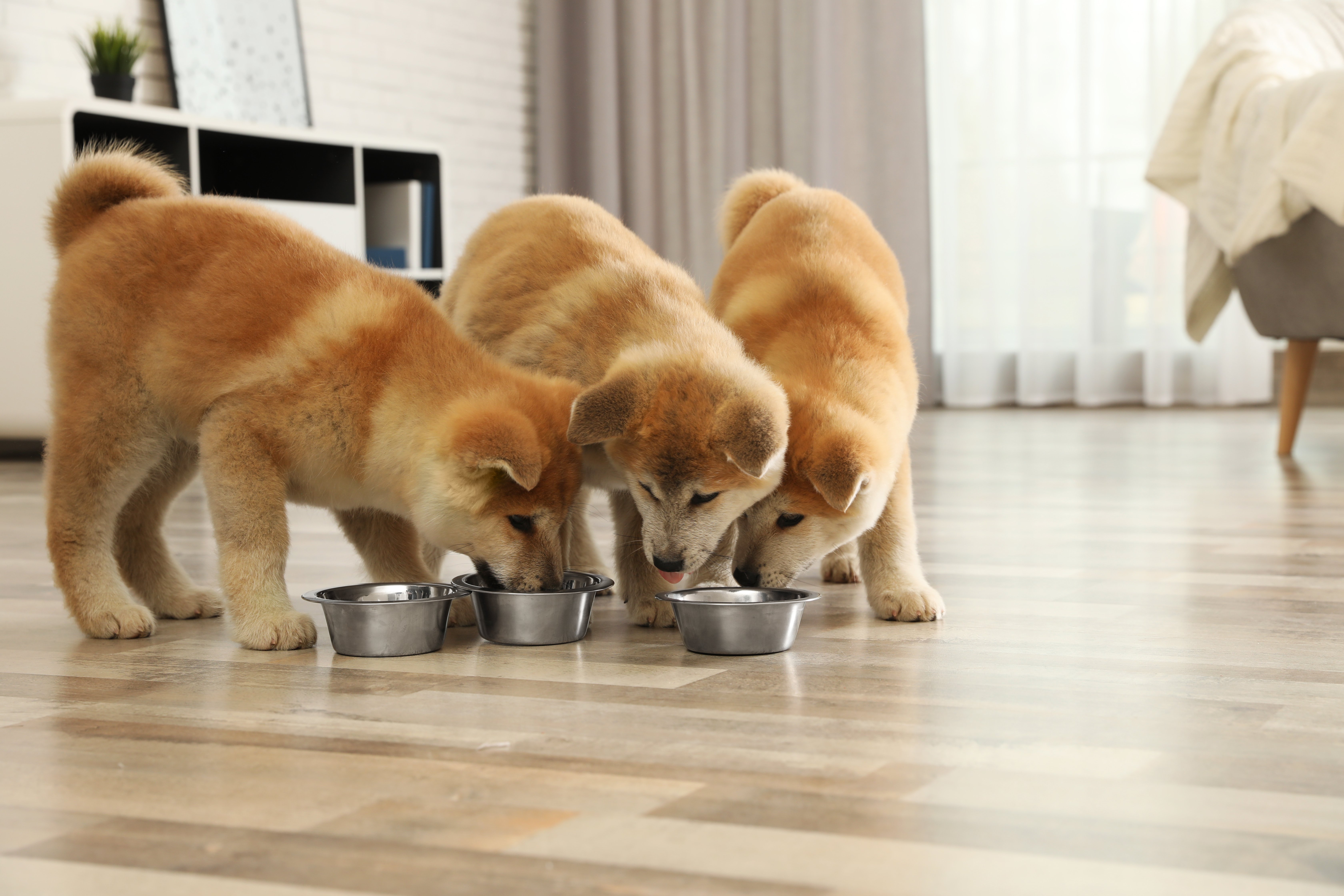 puppies eating