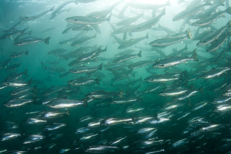 New study: Choline in krill prevents fat accumulation in salmon intestine