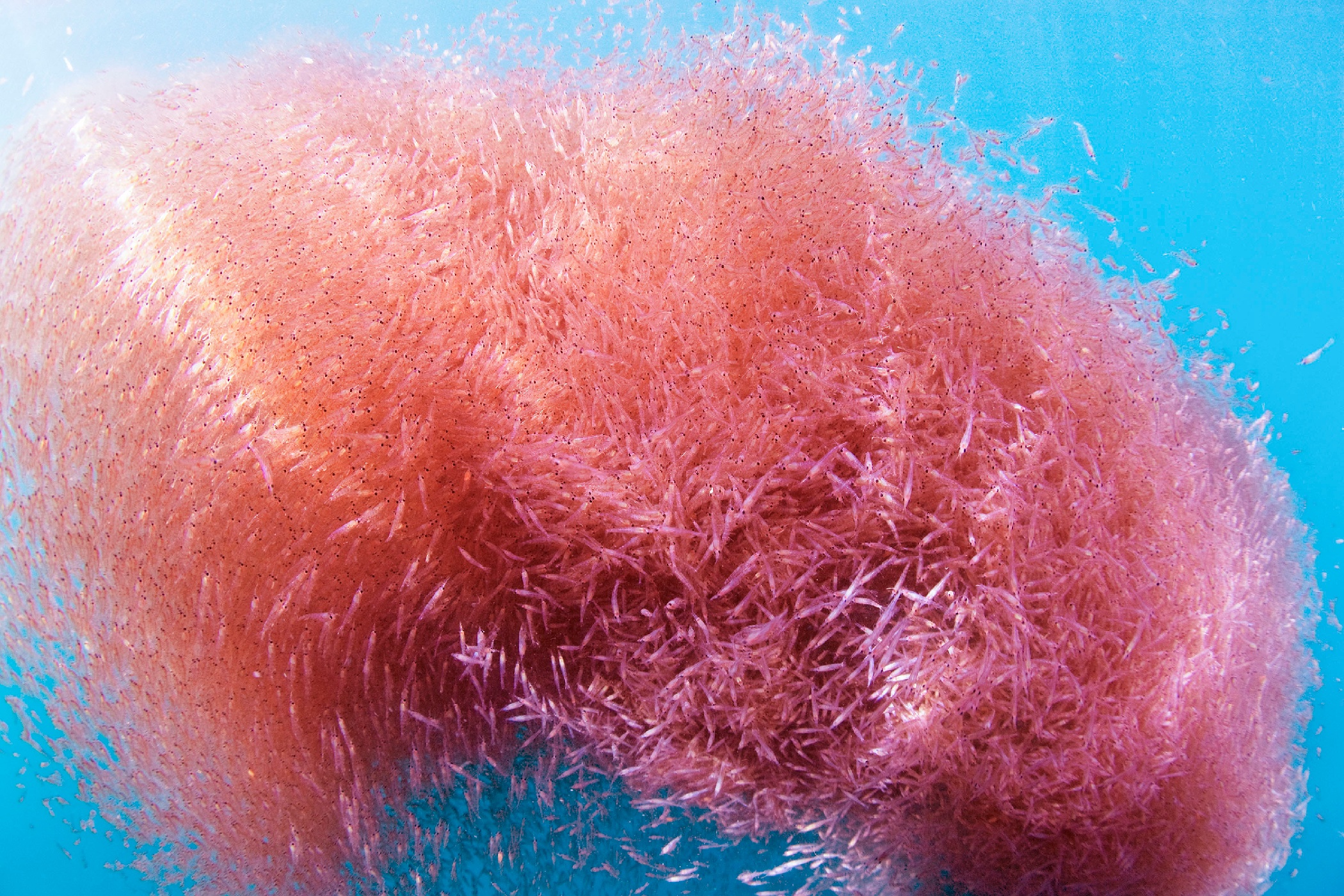 A thriving krill stock