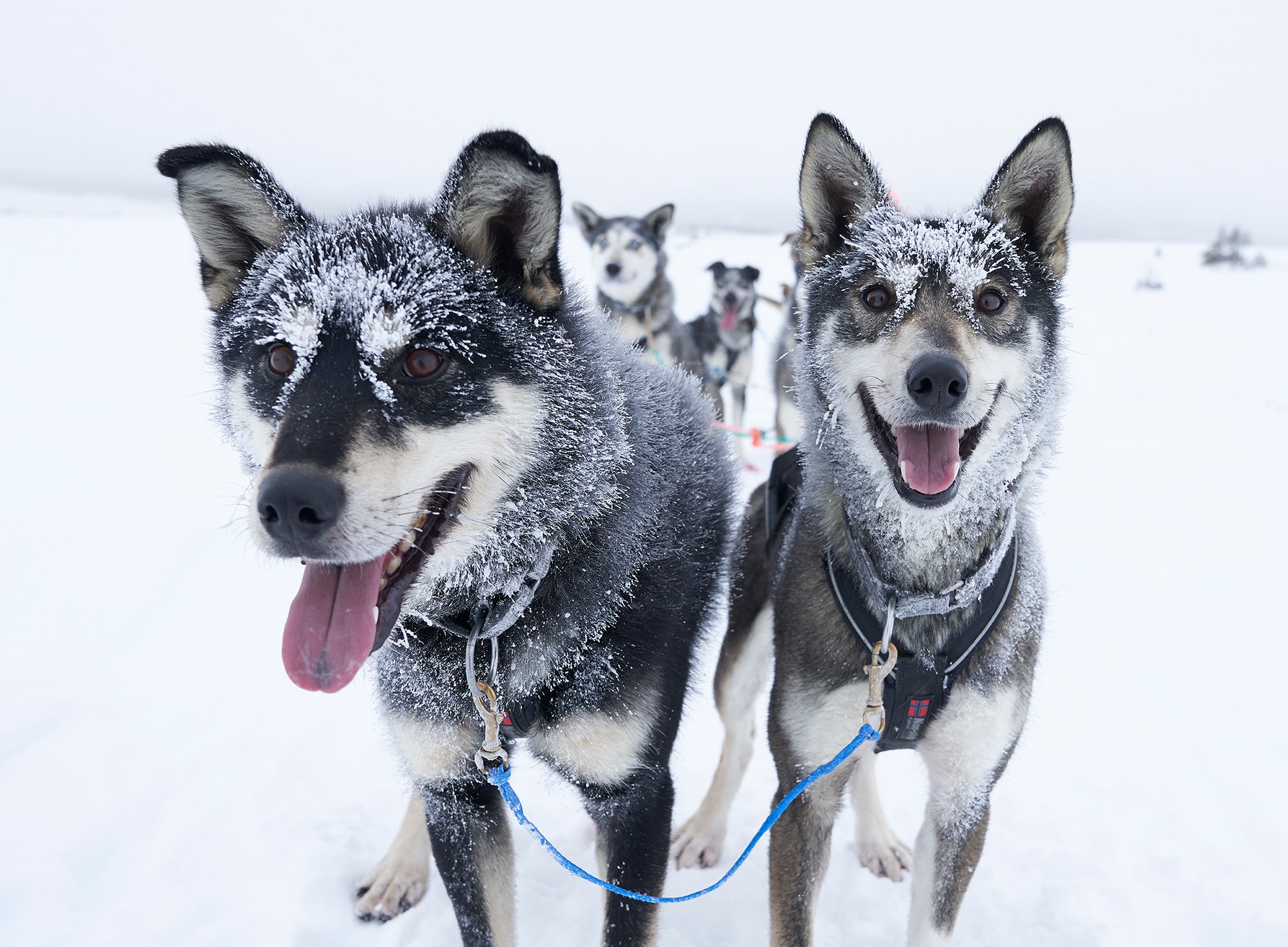 Why Do They Say Mush to Make Sled Dogs Go?